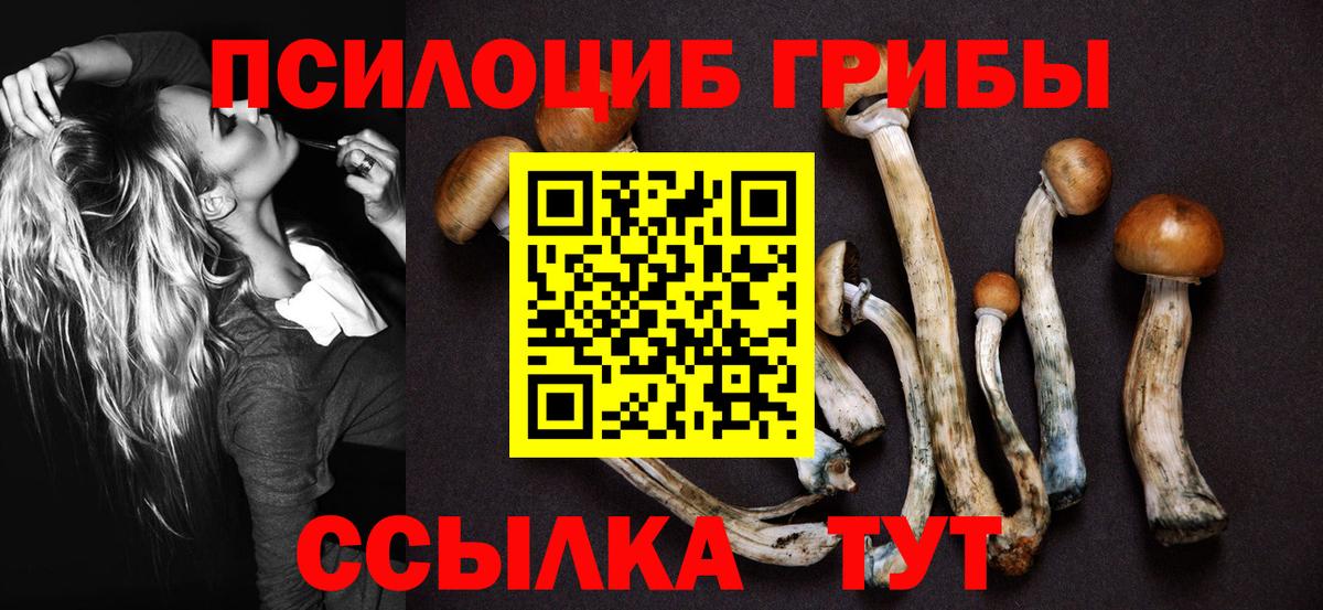 Волгоград  Псилоцибиновые грибы Cubensis  Вход с VPN 